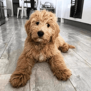 Buy Adorable Labradoodle, Goldendoodle Puppies for Sale