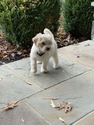 New home needed for adorable female Labradoodle puppy!