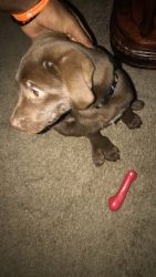 Puppy for sale (Lab+Pit)
