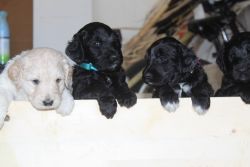 Top Quality F2 Goldendoodle’s puppies (second generation) available.