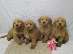 Adorable Mini Labradoodle Puppies!