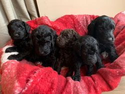 AKC Labradoodle Pups for sale