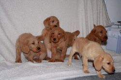 Lots of Loveable AKC Labrador Doodle Puppies