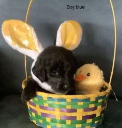 For sell Labradoodle ready for Easter