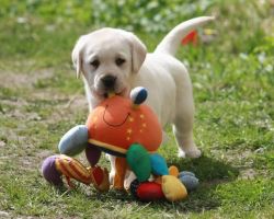 Sweet and Loving labrador Puppies for sale