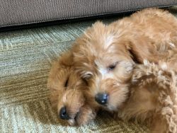 9 wk old mini labradoodles - male and female