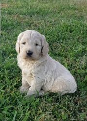 Blissful and Amiable Labradoodle pups for adoption
