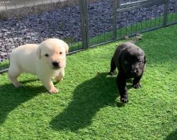 stunning labradoodle puppies for sale