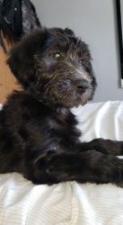Purebreed labradoodle for sale (girl) 5 months