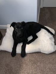 3 month old mini labradoodle needs forever home