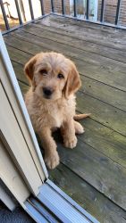 2 months old labradoodle pup
