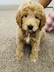 Mini F1b Labradoodle in need of loving home
