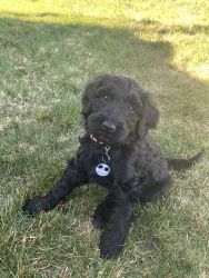 Lovable Female Labradoodle Puppy for Sale
