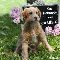 Mini Labradoodle male CHARLIE S. Athey Ave Clare, Mi