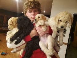 Outstanding litter of F1b labradoodles