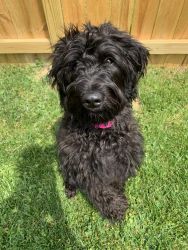 5 Month Old Labradoodle For Sell