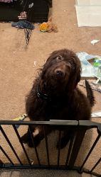 Labradoodle for Sell