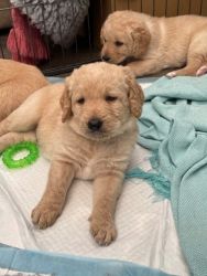 Labradoodle Puppies (Male and Female)