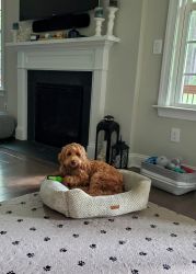 Sweet Labradoodle for sale NC