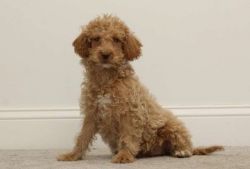 Two Teacup Labradoodle Puppies For Sale