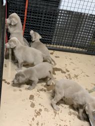 AKC Silver Lab puppies