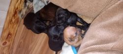 5 mini pin & lab mix puppies ready in 5 weeks