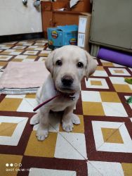 Labrador male puppy for sell