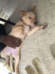 Labrador Puppy For Sale!!!!