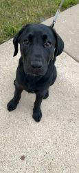 4 Month Black Labrador