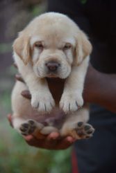 lab male and female puppy available