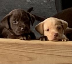 Lab Puppies ready for their forever home