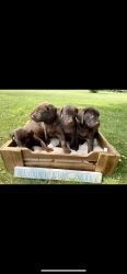 AKC Chocolate and Black Labs