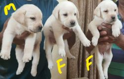 Want to sell my labrador puppies