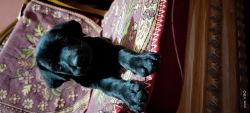I sell my Labrador retriever dog ... Please anyone interested