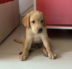 Lab for sale