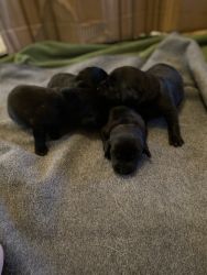 Black labs for sale