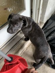 Lab MIXED w/ Pitbull! CAGE & BED included!