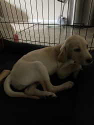 Yellow lab puppie for sale