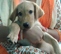 Vaccinated cute Labrador puppy for sale