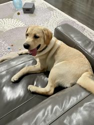 Labrador 6 month