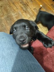 Black lap puppies for sale