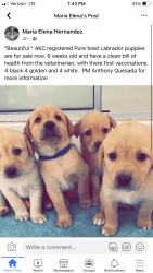 Labrador Retrievers AKC Registered