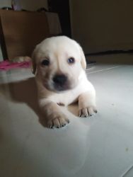 Lab pups for sale