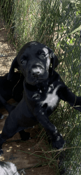 Puppies for sale!! 1/2 lab 1/2 German shorthair