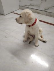 4 months old white Labrador puppy