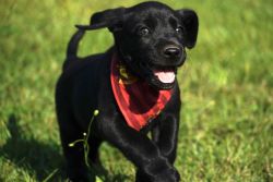 Labrador retriever puppies will be ready 9/8/21