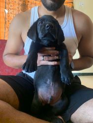 Black lab male puppy heavy body