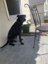 1 Yr Old Lab Need Gone ASAP