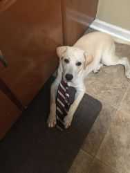 Labrador 5 months ild