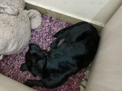 Black colour Labrador dog